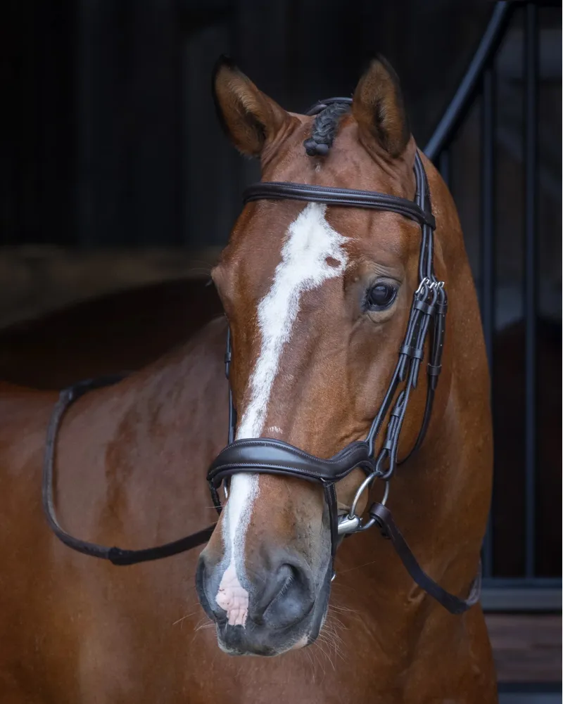 Shires Velociti RAPIDA Ergonomic Flash Bridle - Cob - Havana