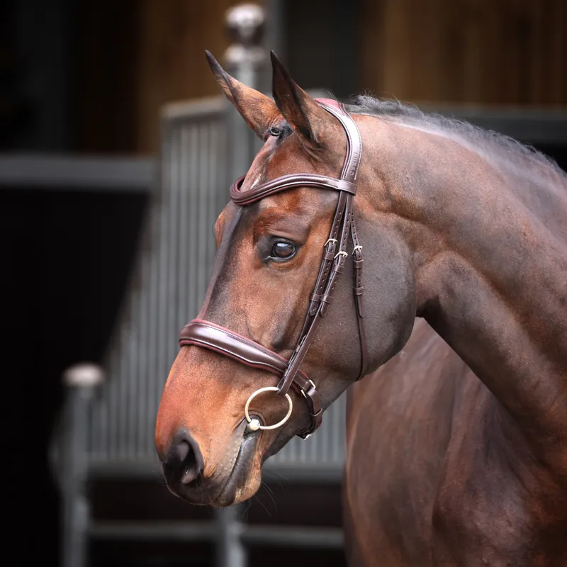 Shires Velociti Lusso Elite Padded Cavesson Bridle - Havana