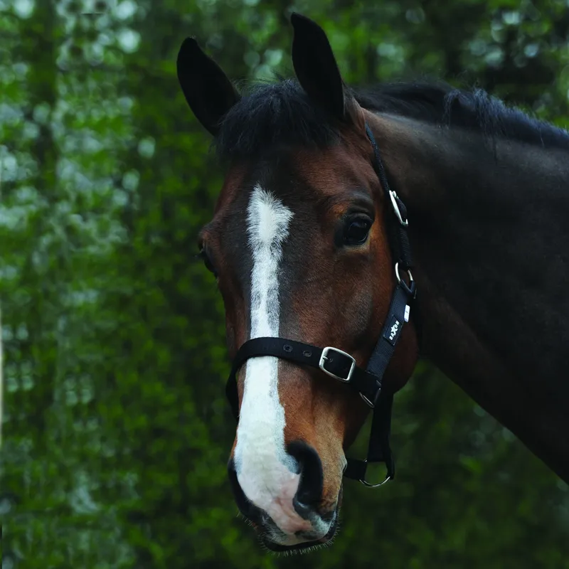 Saxon Economy Headcollar - Black