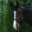 Saxon Economy Headcollar - Black