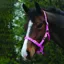 Saxon Economy Headcollar - Pink
