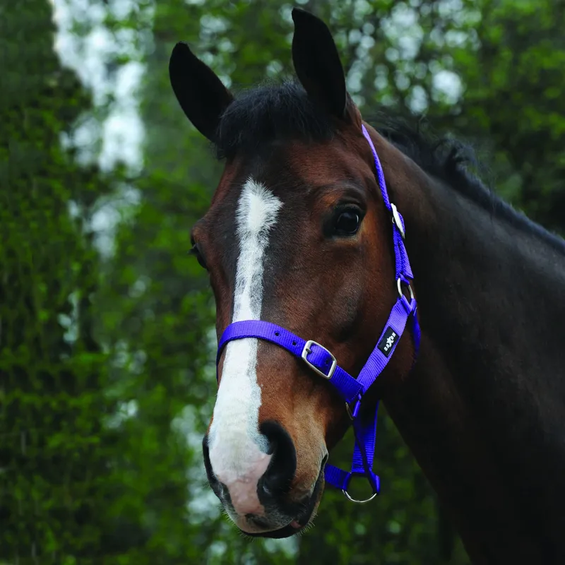 Saxon Economy Headcollar - Purple