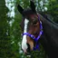 Saxon Economy Headcollar - Purple