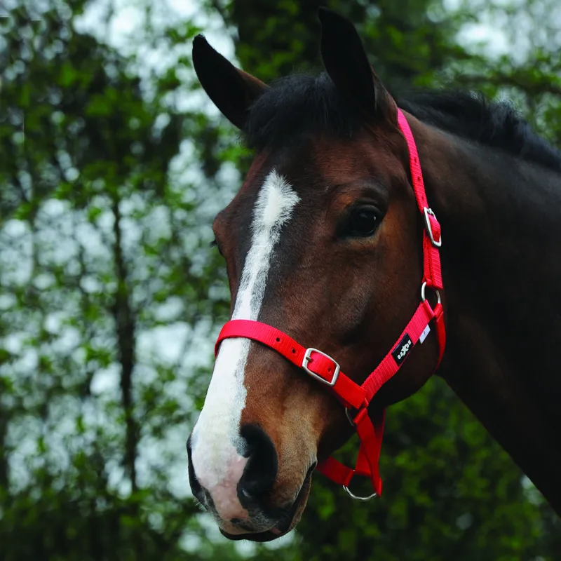 Saxon Economy Headcollar - Red