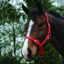 Saxon Economy Headcollar - Red