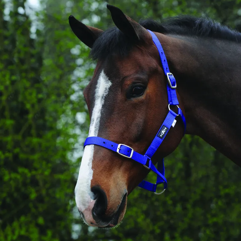 Saxon Economy Headcollar - Royal Blue