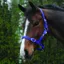 Saxon Economy Headcollar - Royal Blue