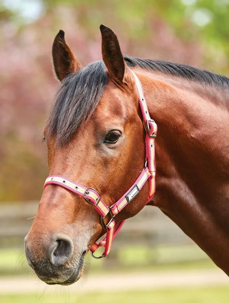 Roma Stripe Headcollar - Pink/Orange/Yellow