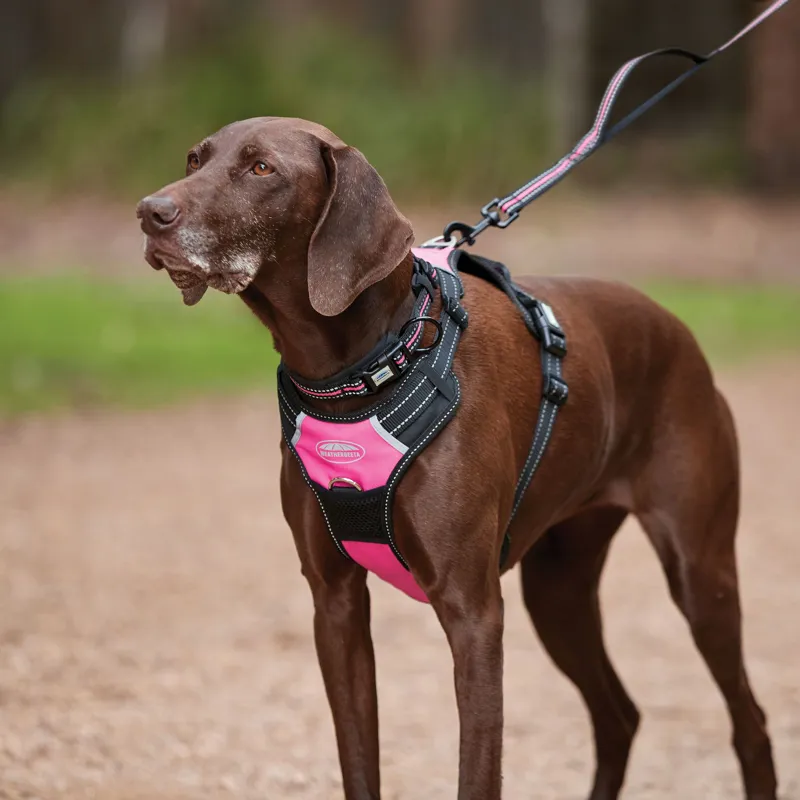 Weatherbeeta Anti Pull/Travel Harness - Black/Pink-1