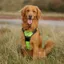 Weatherbeeta Anti Pull/Travel Harness - Black/Yellow