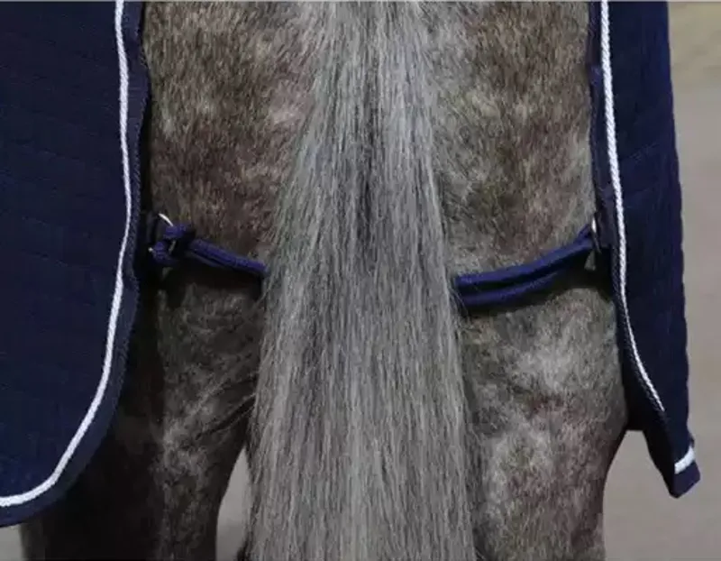 Weatherbeeta Thermocell Standard Neck Cooler Rug - Navy/White-4