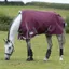 WeatherBeeta ComFiTec Plus Dynamic II 0g Standard Neck Rug - Maroon