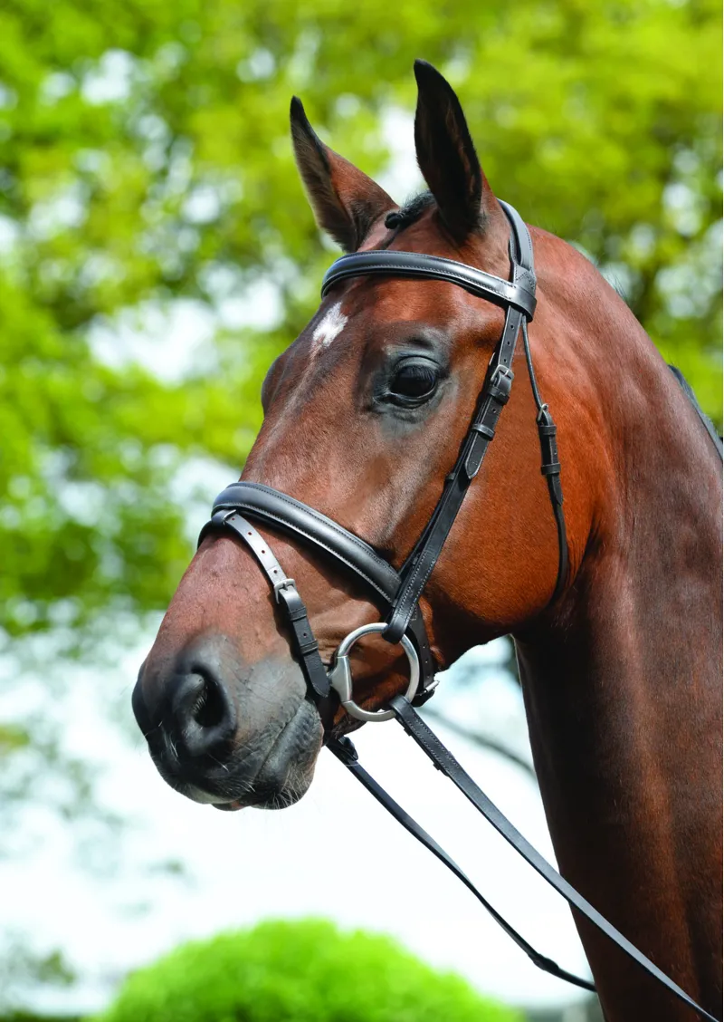 Kincade Padded Headpiece Flash Bridle - Black