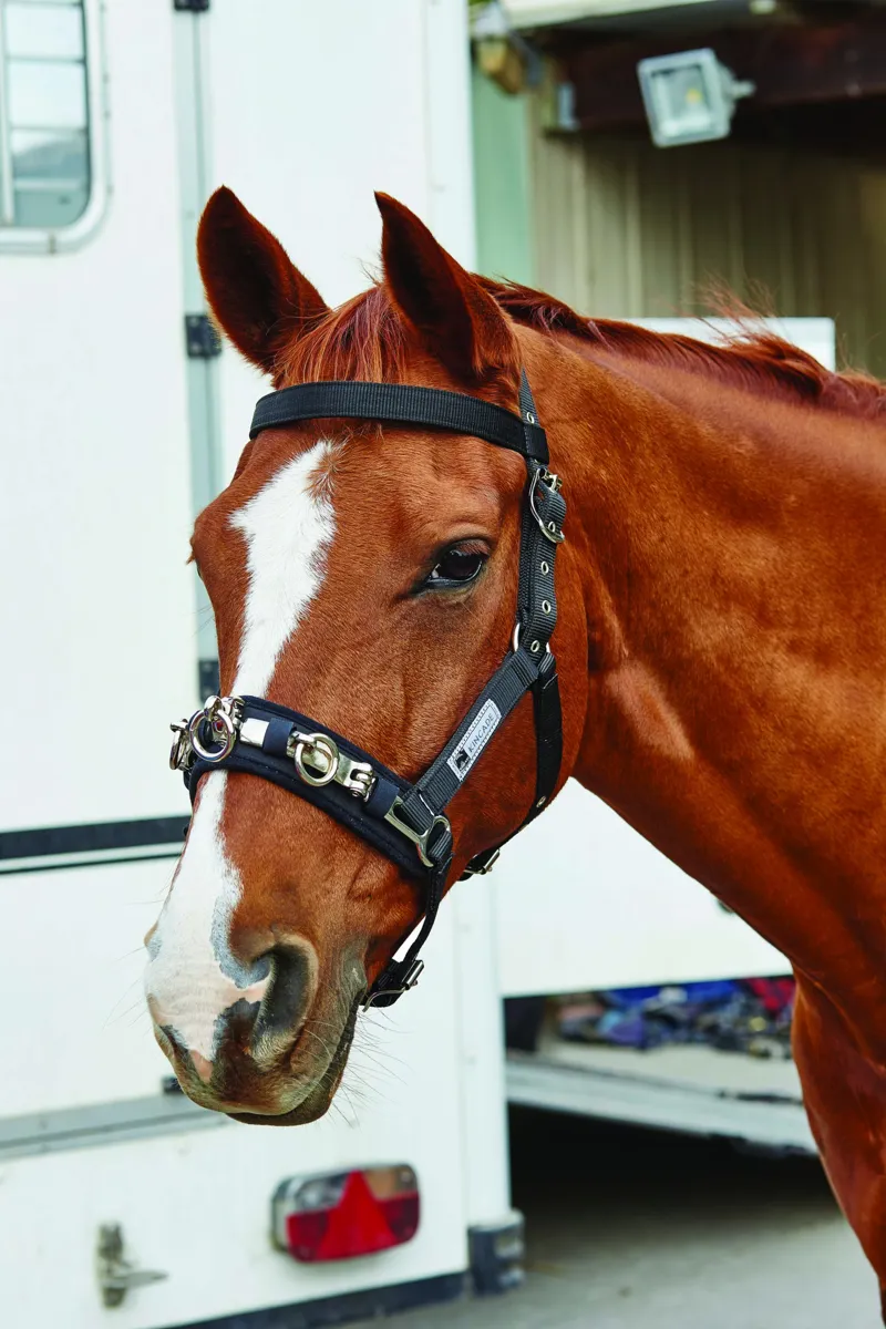 Kincade Coordinate Lunge Cavesson - Black 