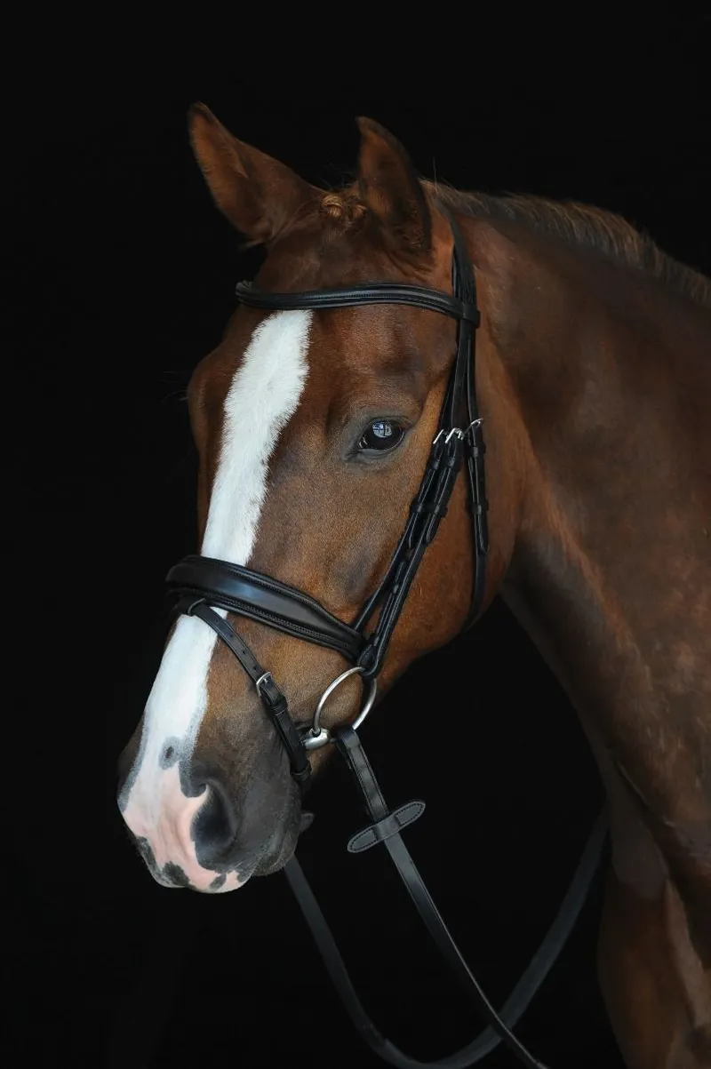 Collegiate Mono Crown Padded Raised Flash Bridle - Black