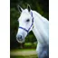 Roma Adjustable Quick Clip Headcollar - Navy