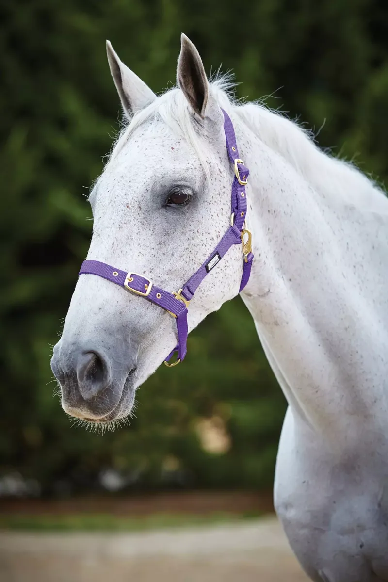 Roma Adjustable Quick Clip Headcollar - Purple