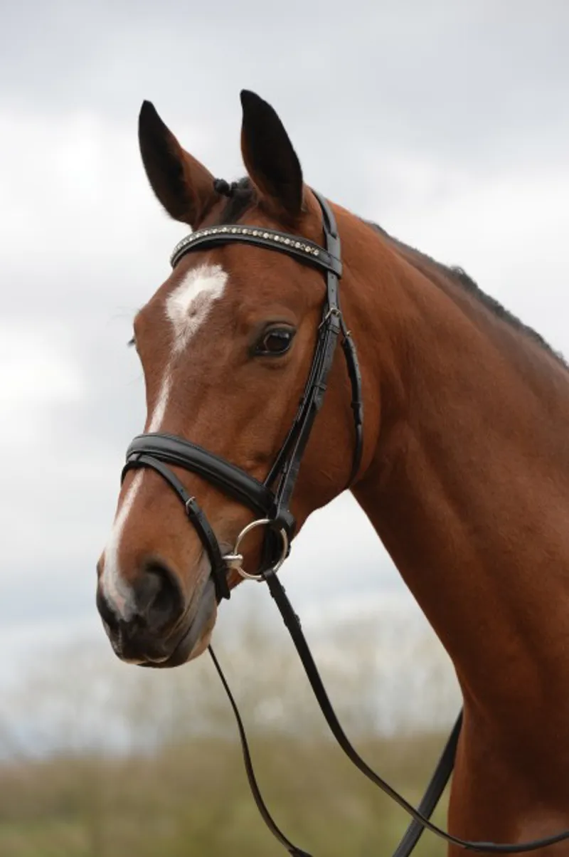 Kincade Padded Crystal Crank Flash Bridle - Black