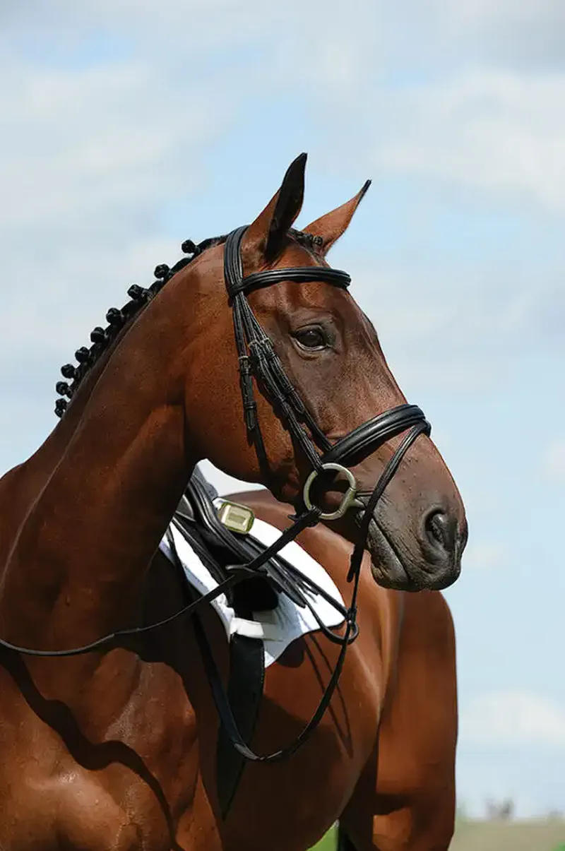 Collegiate Syntovia+ Padded Raised Flash Bridle - Black
