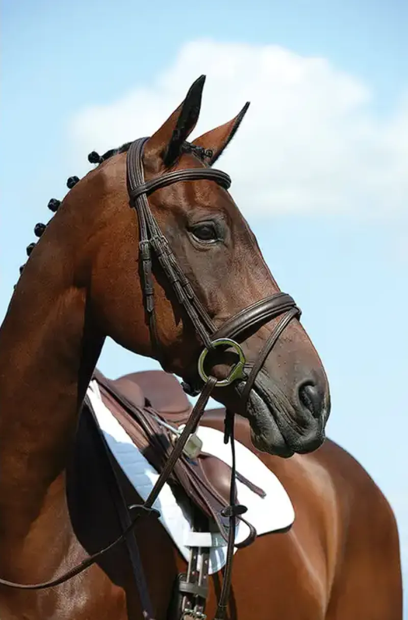 Collegiate Syntovia+ Padded Raised Flash Bridle - Brown
