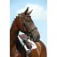Collegiate Syntovia+ Padded Raised Flash Bridle - Brown