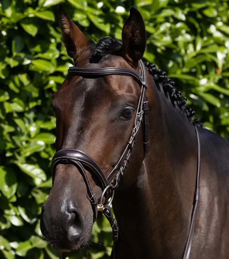 Premier Equine Cassano Snaffle Bridle - Brown