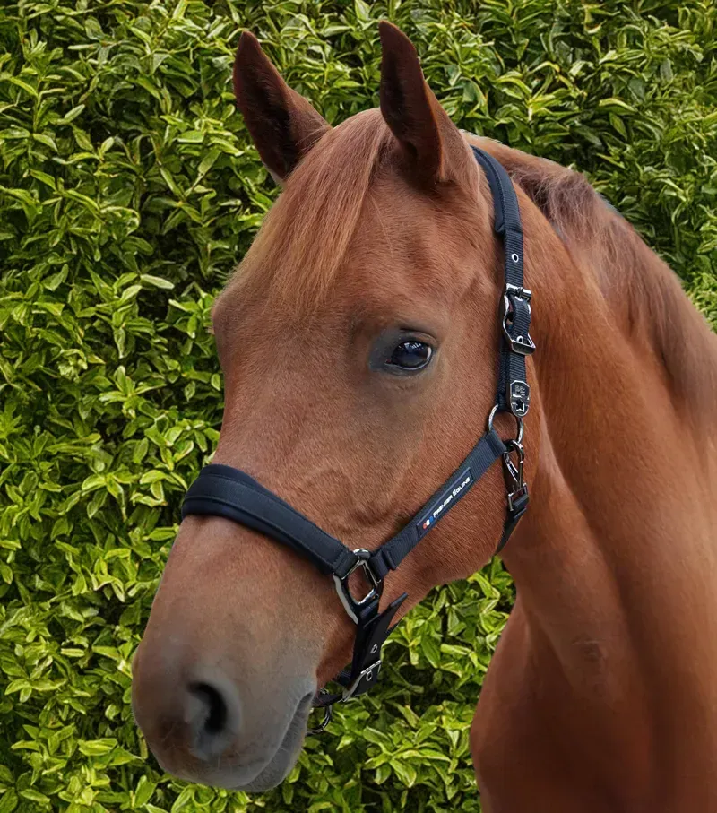 Premier Equine Corda Padded Head Collar With Lead Rope - Black-1