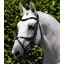 Premier Equine Glorioso Grackle Bridle - Black