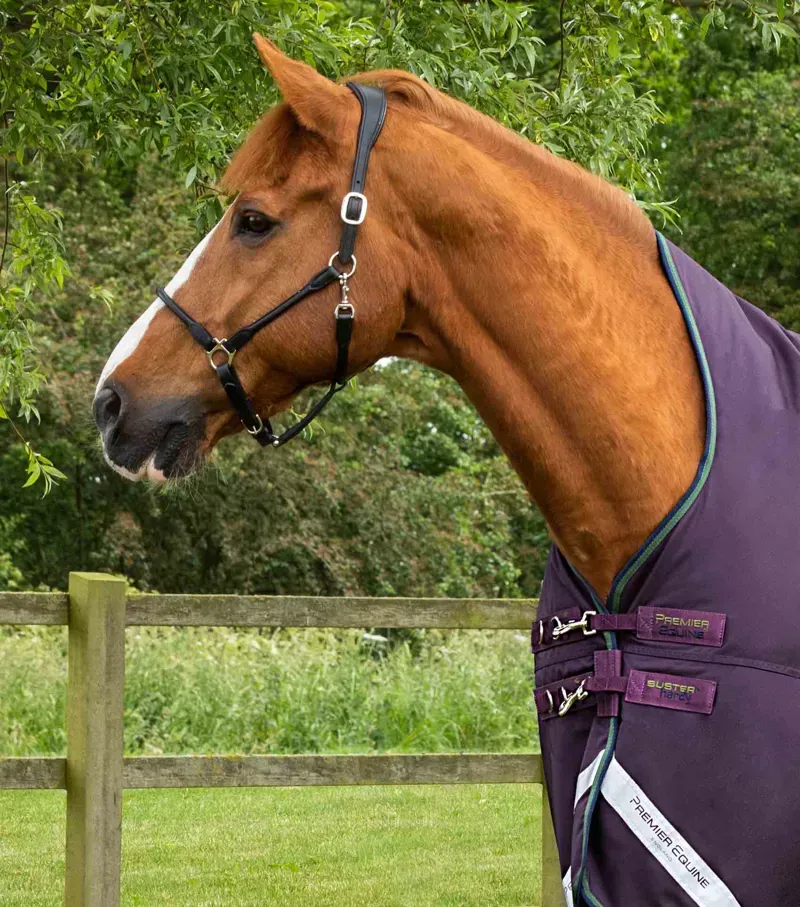 Premier Equine Buster Hardy 100g Half Neck Turnout Rug - Purple-1