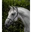 Premier Equine Hennaroso Rolled Anatomic Leather Head Collar - Black