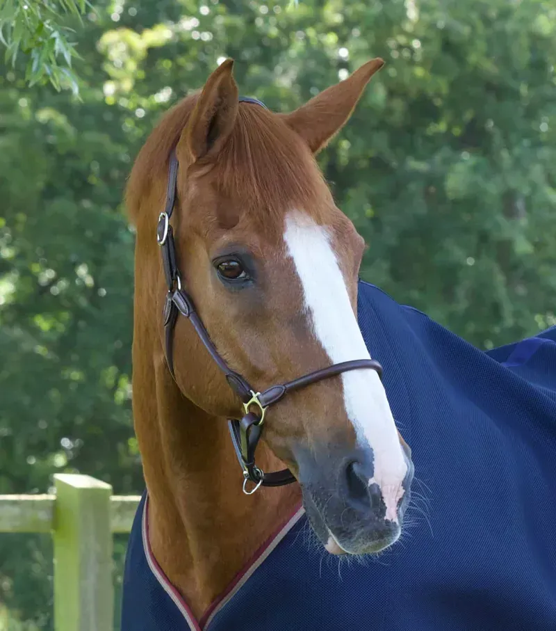 Premier Equine Hennaroso Rolled Anatomic Leather Head Collar - Brown
