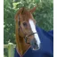 Premier Equine Hennaroso Rolled Anatomic Leather Head Collar - Brown