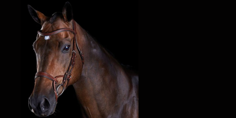 Bridles & Headpieces