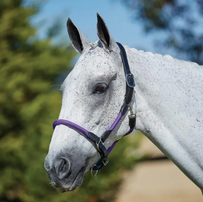 Kincade Leather Rope Halter - Purple