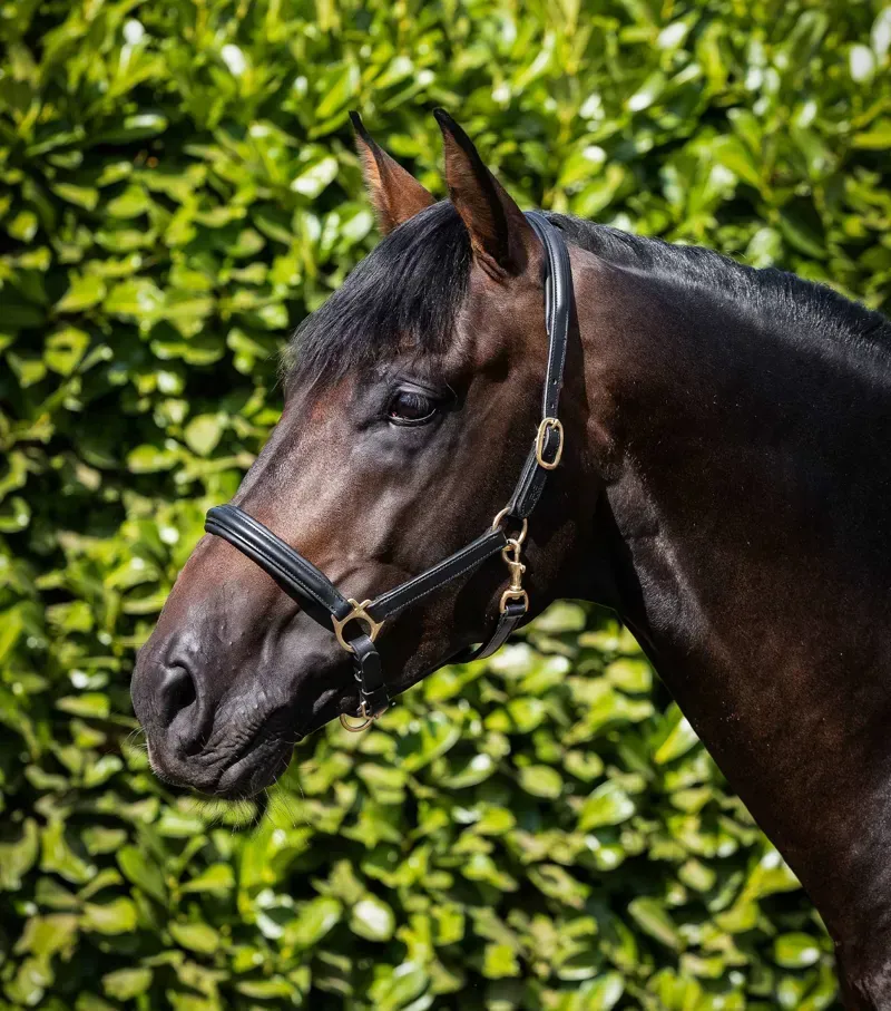 Premier Equine Rego Padded Leather Head Collar - Black