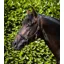 Premier Equine Rego Padded Leather Head Collar - Black