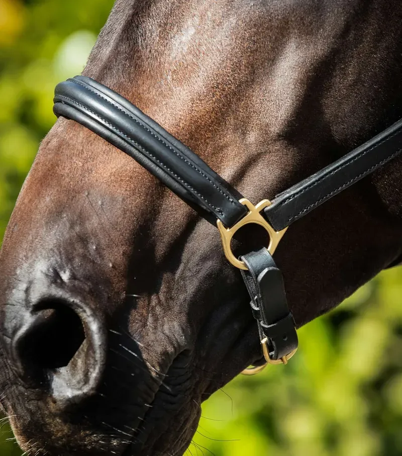 Premier Equine Rego Padded Leather Head Collar - Black-2