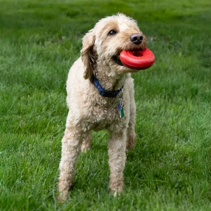 KONG Donut Dog Toy - Red-8