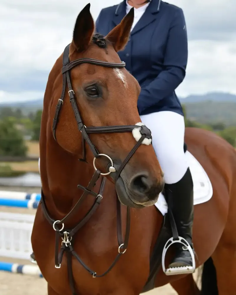 Collegiate ComFiTec Opulux Plain Padded Grackle Bridle - Dark Brown-1
