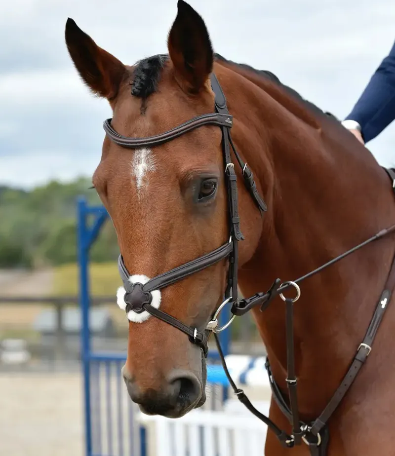 Collegiate ComFiTec Opulux Plain Padded Grackle Bridle - Dark Brown-2
