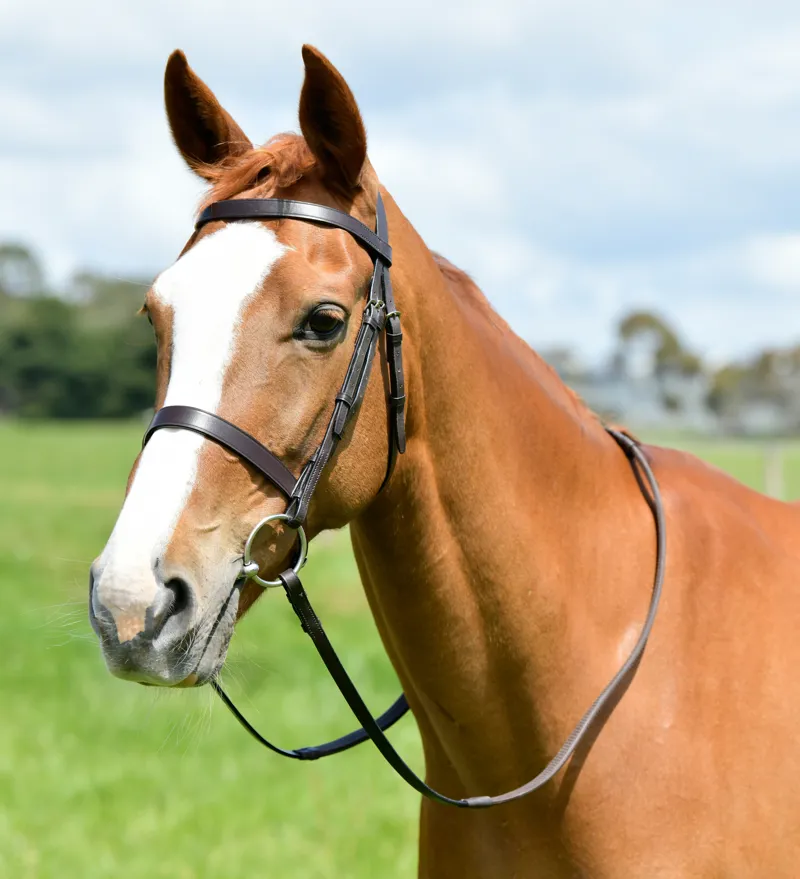 Kincade Classic Flat Hunt Bridle with Reins - Brown
