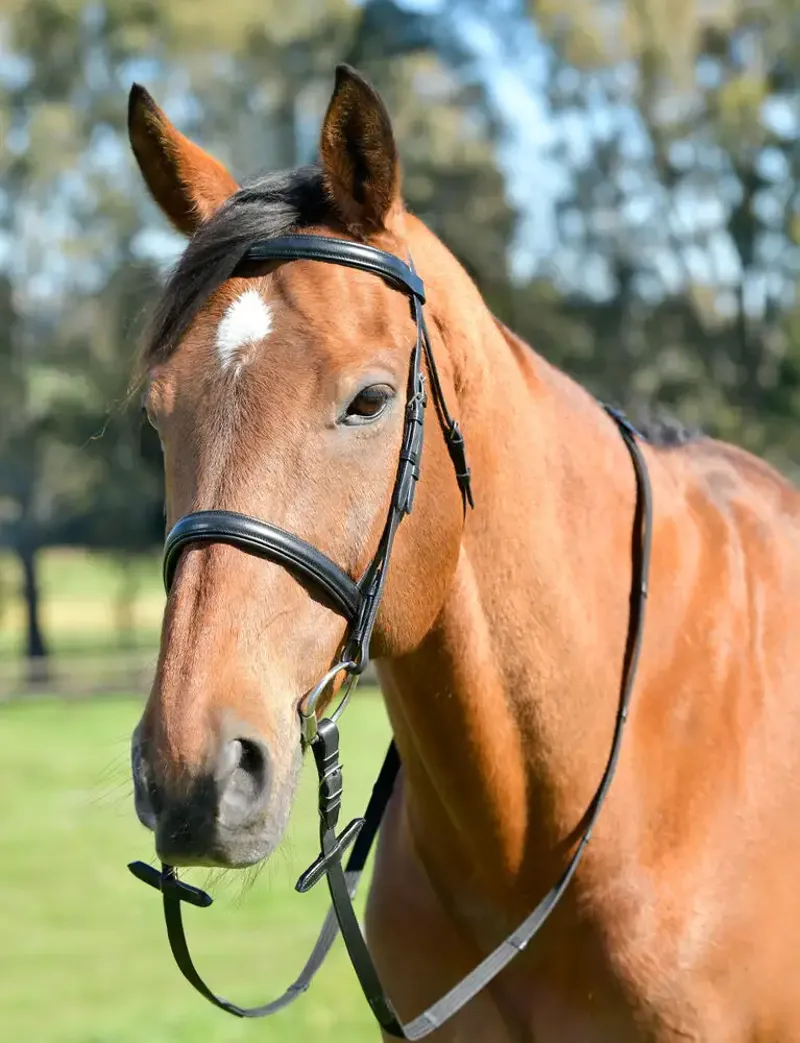 Kincade Classic Plain Raised Cavesson Bridle with Reins - Black