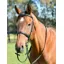 Kincade Classic Plain Raised Cavesson Bridle with Reins - Black