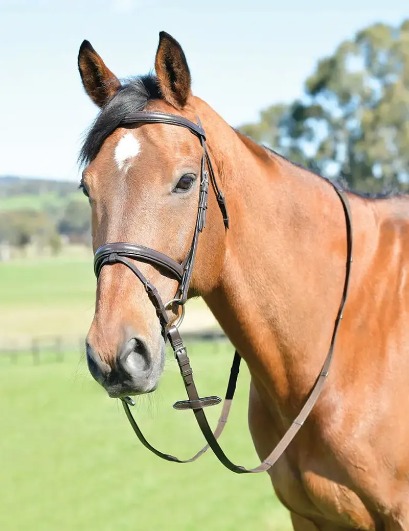 Kincade Classic Plain Raised Flash Bridle with Reins - Brown