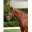 Dublin Padded Mono Crown Flash Bridle - Black