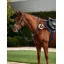 Dublin 5-Point Event Breastplate - Black