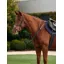 Dublin 3-Point Breastplate - Black
