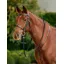 Dublin Running Martingale - Black