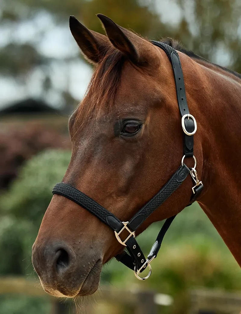 Dublin Braided Leather Headcollar - Black