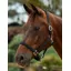 Dublin Braided Leather Headcollar - Black